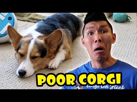 CORGI AWFUL MISTAKE I MADE - I'm SORRY! || Life After College: Ep. 562