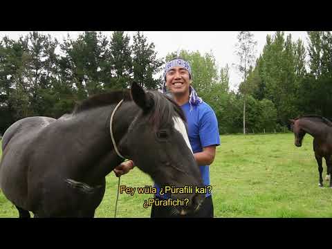 3.  Llemen kawell - idioma mapuche - Mapuzugun