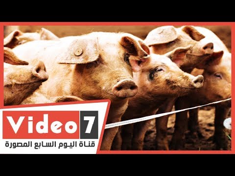 , title : 'فيديو معلوماتى.. إزاى نستفيد من تربية 1.2 مليون خنزير لحل مشكلة القمامة؟'