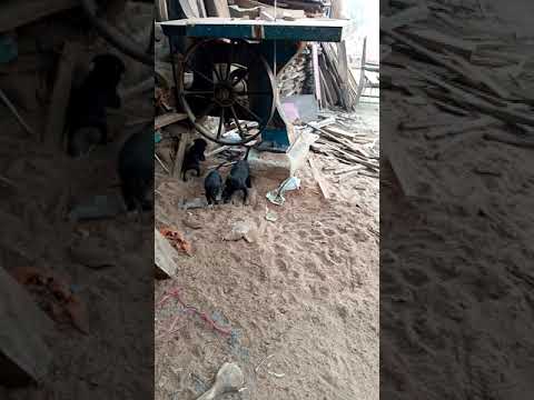 Pentar dogs moazzam bhai k