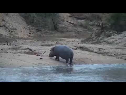 Djuma: Lone Hippo leaving the dam - 17:56 - 10/02/20