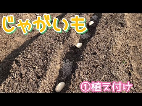  2023 年のジャガイモの植え付け時期は?それらをどのように選択すればよいでしょうか?正しく行うための簡単なヒント!  庭園