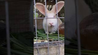 Farm life  new Vlog loading #holidayswithyoutube #shortsafrica #farmlife