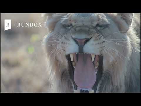 Bundox Explorer Camp: Where Nature Leads the Way