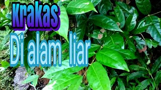 Download lagu Ciri ciri daun krakas di alam liar mp3