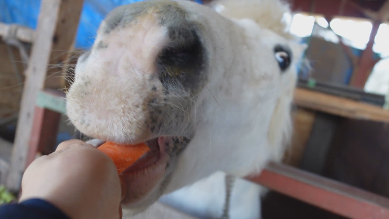 ロッキーと牧場の仲間たち、オヤツ美味しいね。