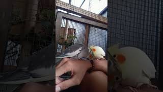 Download lagu Burung Cockatiel/Falk (Parkit Australia) mp3