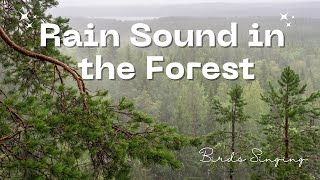 And Breath | Rain Sound in the Forest and Birds Singing | Relaxation, Meditation, Nature Sounds