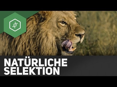 Natürliche Selektion — Evolution