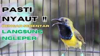 Download lagu SUARA SOGON GACOR UNTUK PANCINGAN SOGON TROTOL BUNYI SEMAKIN RAJIN part 205 mp3