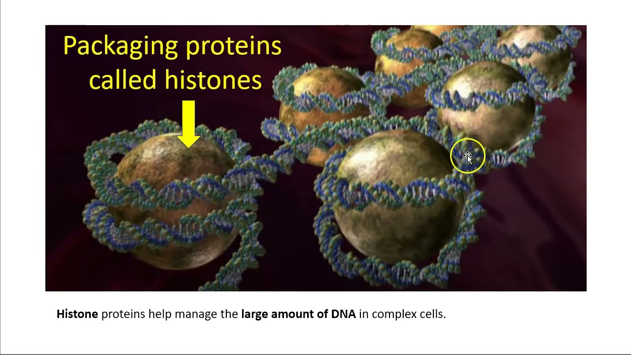 Functional states of DNA in complex cells