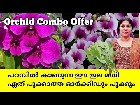 , title : 'How to grow grow orchids in pots || How to make orchids rebloom || Best Fertilizer for Orchids'
