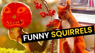 Funniest Squirrels