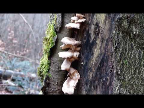 Wandern im Pfälzer Wald