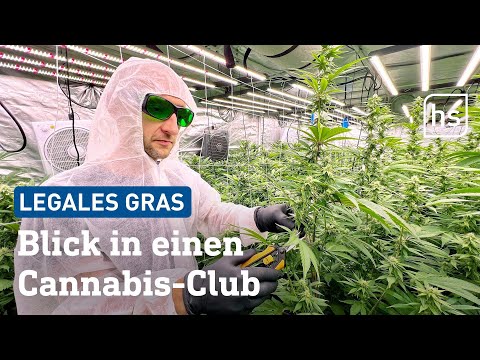 So läuft der Verkauf in Hessens erstem Cannabis Social Club | hessenschau
