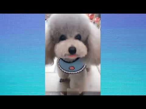 Funny Cats 🔴 Cute and Baby Cats Videos Compilation