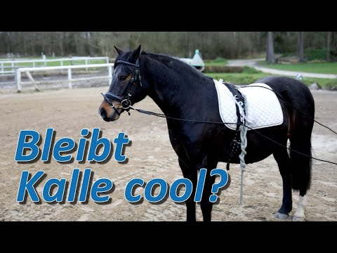 Hat das Training was gebracht oder bleibt Kalle weiterhin cool im Trab?