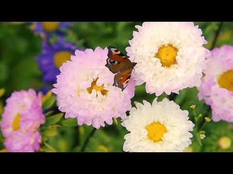 Sanfte Musik, beruhigt das Nervensystem und erfreut die Seele - Heilende Musik für Herz und Gefäße