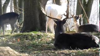 preview picture of video 'Wildpark Bad Malente Gremsmühlen 02-2015'