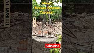 Download lagu Mikat Prenjak Kepala Merah Tercepat mp3