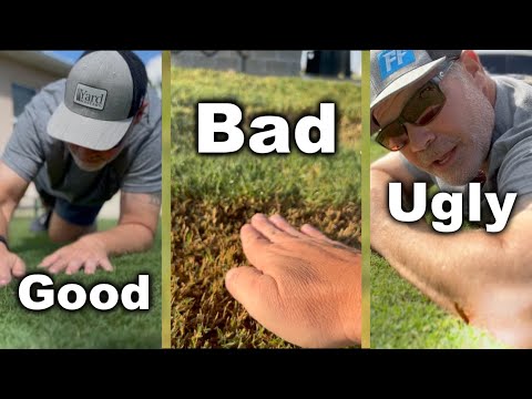 Bermuda Grass Lawns - What You Need To Know