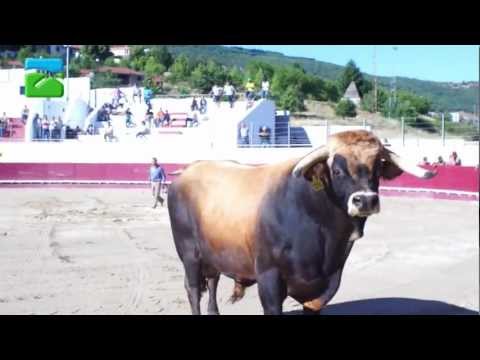 Já começou o Campeonato de Chega de Touros em Vinhais