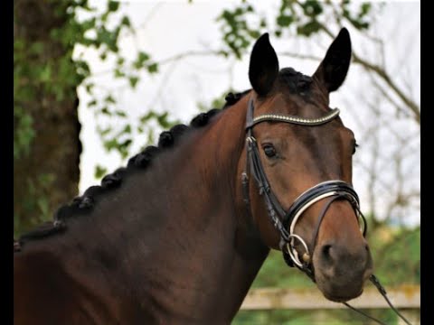Franca von Worrenberg, geb. 2018, 166 cm, Stute, Franziskus x De Niro, wunderschöne Jungstute