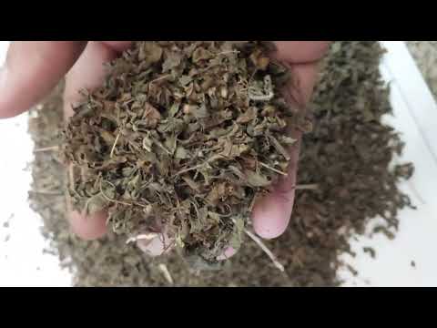 Green mh01 dried ram tulsi leaves, 1kg, bag