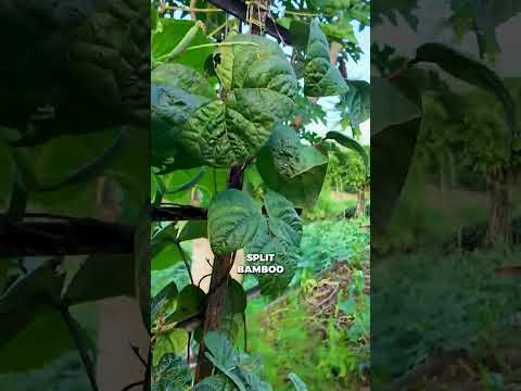 Trellis Power: Boost Cucumber & Melon Harvests