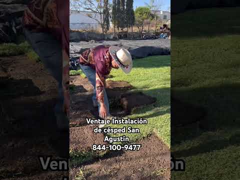 Venta e Instalación de césped San Agustín, ideal para jardines 844-100-9477 #jardin #futbol #100k