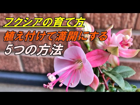 美しいフクシアを手に入れるにはどうすればよいですか？ 4つの秘密が明らかに  庭園