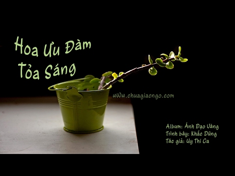 Hoa ưu đàm tỏa sáng