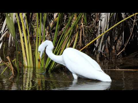 Great Egret interrupts pair of Green Darner dragonflies