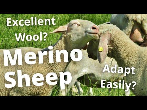 , title : 'WOOL MASTER: THE MERINO SHEEP'