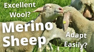 WOOL MASTER: THE MERINO SHEEP