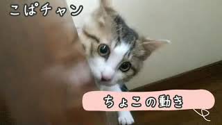 【子猫】part30ちょこの動き。🐈️