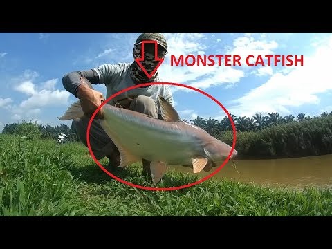 GIANT Catfish  7,5 FEET - 210 LBS - This Fishing TV