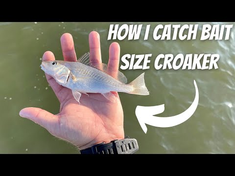 YouTube video about: What kind of fish is croaker fish?