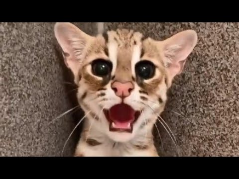 Baby Asian Leopard Cats are very Curious