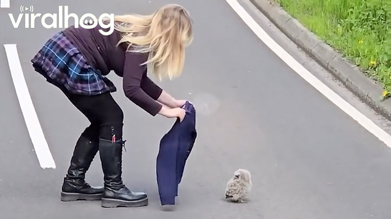 Fuzzy Owlet Rescue || ViralHog