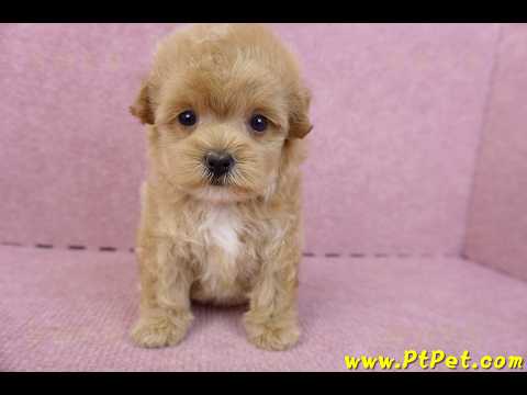 05/04馬爾泰迪母幼犬