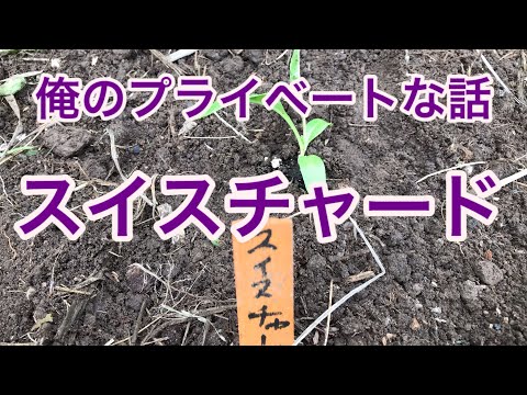 フダンソウ 植物