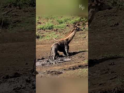 Trapped in a Drying Waterhole: The Perilous Journey of a Young Giraffe