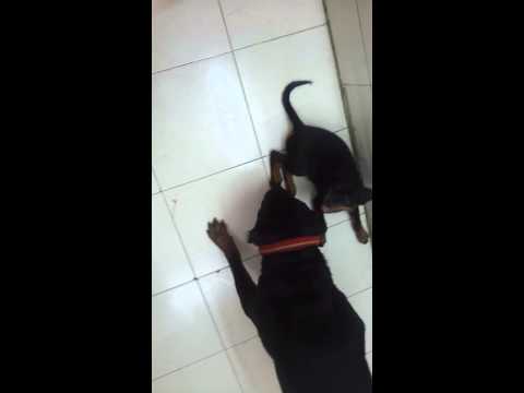 Navpreet's Thor playing with his baby Spiky