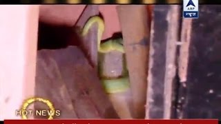 When a real naagin was seen on the sets of Ek Rishta Saajhedhari Ka