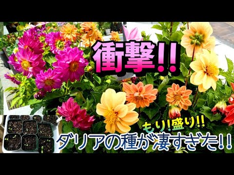 ダリア 'キャンディーアイズ'