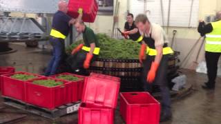 preview picture of video 'Pressing grapes at Perrier Jouet, Cramant'