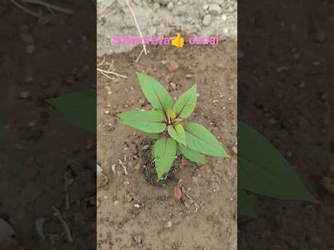 Mudas Moringa e Crista de Galo na serra Crato Araripe Ceará 🌾🌾🌾🌾