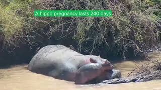 Adorable Hippo Mom And Baby