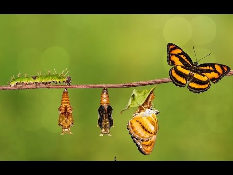 From Eggs to Butterflies - A Journey Through Metamorphosis (4 Minutes)